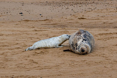 Newborn grey seal pup, halichoerus grypus, suckling milk from mother seal, horsey, norfolk, uk