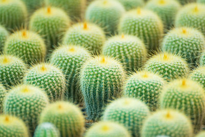 Full frame shot of succulent plant