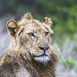 Close-up of cat looking away