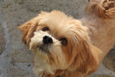 Close-up portrait of a dog