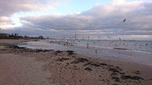 Birds on beach against sky