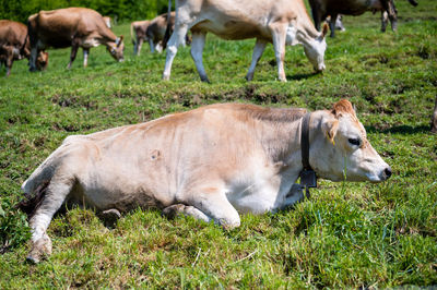 Cows grazing in a field in switzerland 