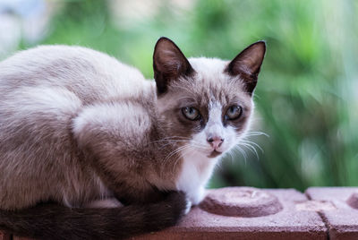 Close-up portrait of a cat