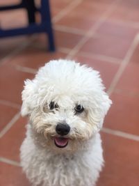 Portrait of white dog