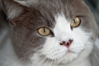 Close-up portrait of cat