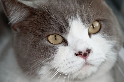 Close up view of gray cute cat with yellow eyes.