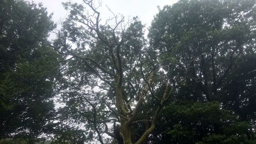 Low angle view of trees in forest against sky