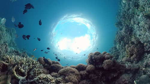 Low angle view of fish swimming in sea