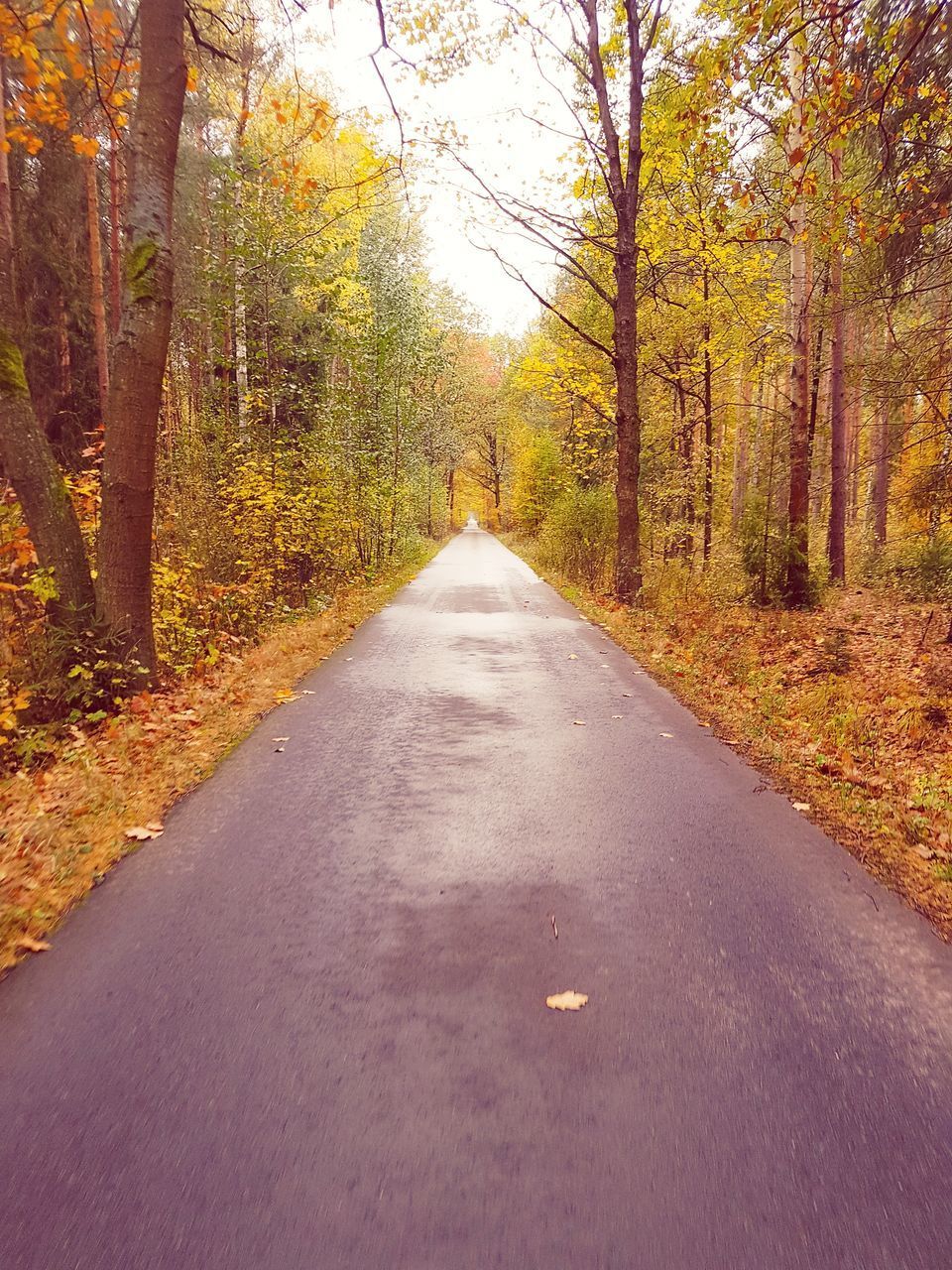 ROAD AMIDST TREES IN FOREST