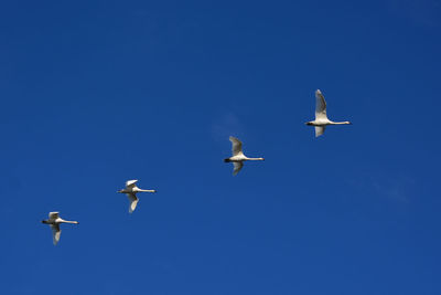 A flock of four swans fly through a beautiful blue sky