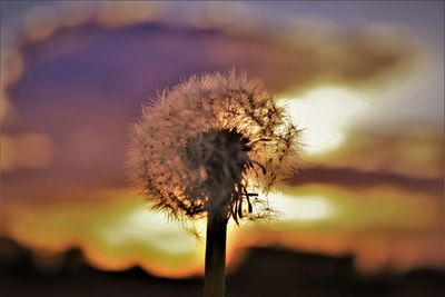 Close-up of dandelion on plant during sunset