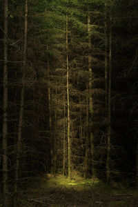 View of pine trees in forest