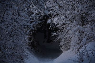 Snow covered trees in winter