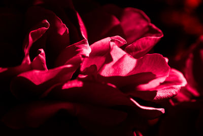 Close-up of pink rose