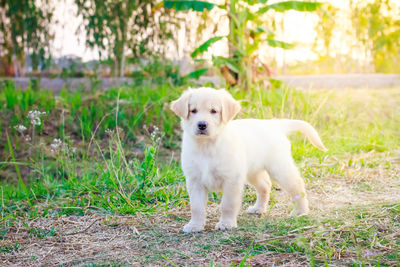 Dog standing in field