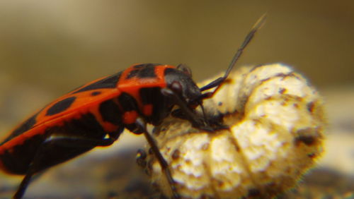 Close-up of insect on leaf