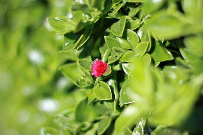 Close-up of red flowering plant