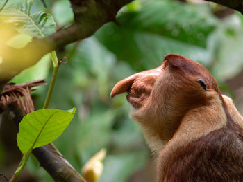 Proboscis monkey - nasalis larvatus in bako national park