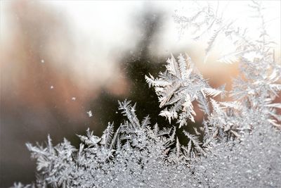 Close-up of frozen plants on land
