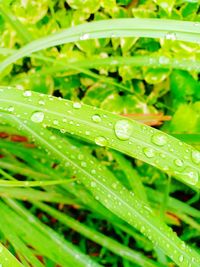 Close-up of wet plant leaves during rainy season