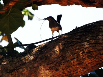 Low angle view of bird perching on tree against sky