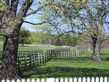 Trees growing in park