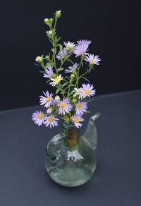 Close-up of flower vase against black background