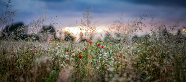 Flowering plants on field against sky during sunset