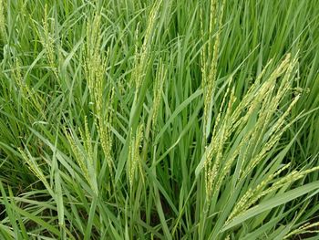 Full frame shot of crops growing on field