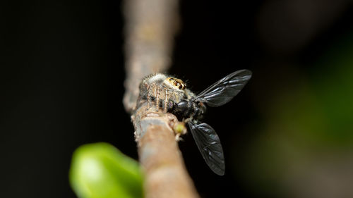 Hyllus giganteus grabbing his food