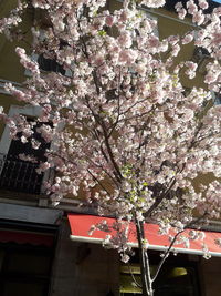 Low angle view of flowering tree by building