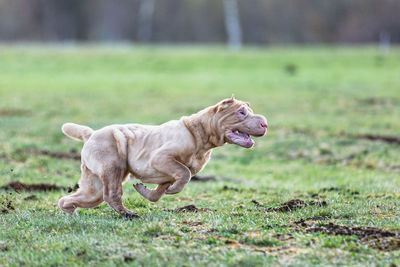 Dog running on field