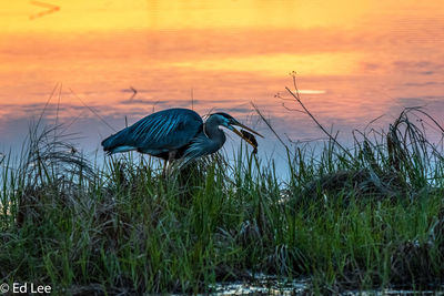 View of a bird on grass