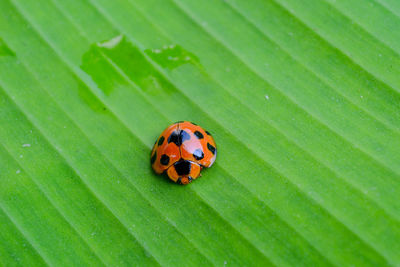 Close-up of ladybug on leaf