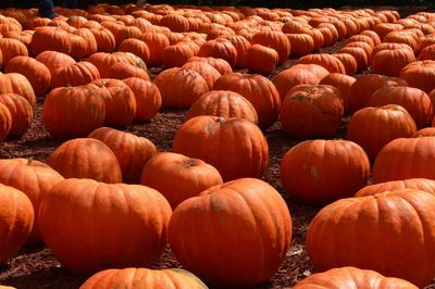 Detail shot of pumpkins