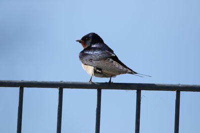 Low angle view of bird perching on railing against clear sky