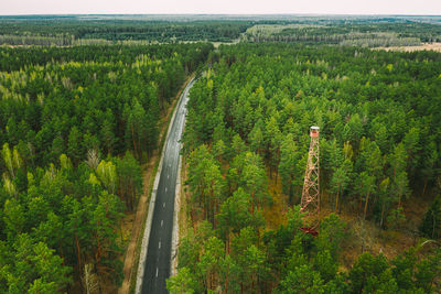 High angle view of road amidst trees in forest