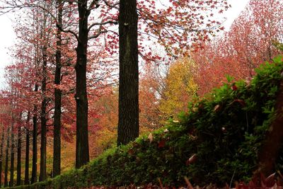 Trees in park