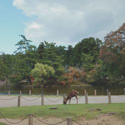 Trees on field against sky