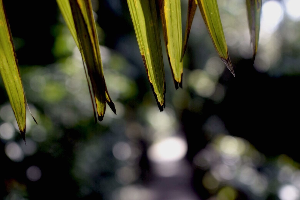 close-up, focus on foreground, growth, plant, leaf, selective focus, stem, nature, freshness, fragility, bud, beauty in nature, green color, beginnings, flower, new life, outdoors, day, twig, no people