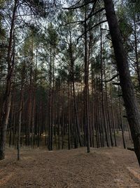 Trees growing in forest