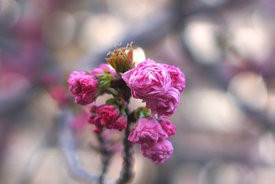 Close-up of pink flowering plant