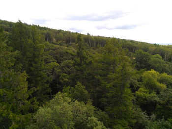 Scenic view of forest against sky