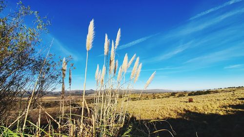 Scenic view of landscape against blue sky