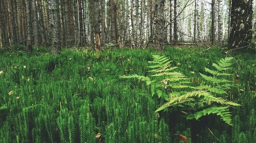 Plants growing in forest