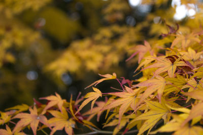 Close-up of yellow maple leaves