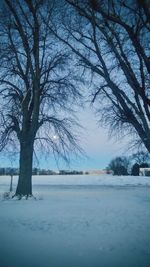 Bare trees on snow covered landscape