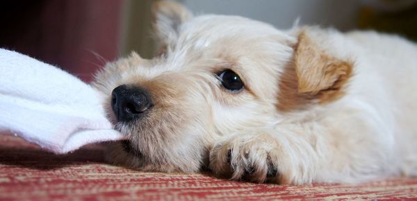 Close-up of dog relaxing at home