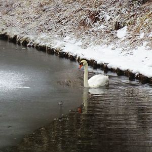 Swan on lake