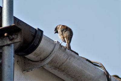 Low angle view of a bird against the sky